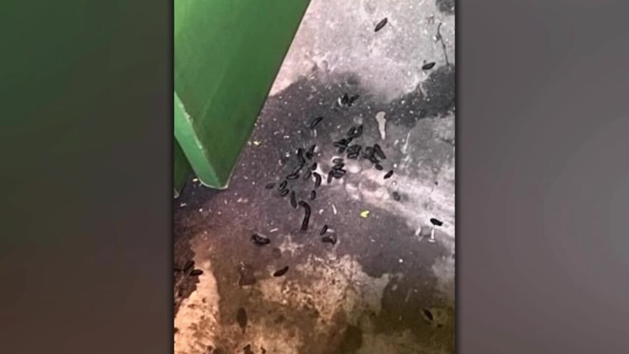 Encuentran ratas en un Kroger en la ciudad de Smyrna