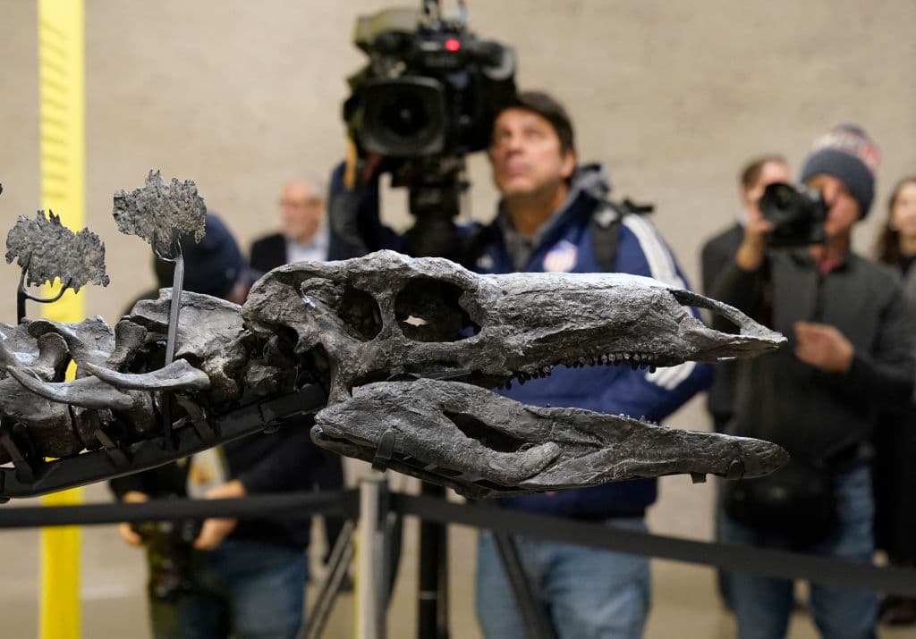 El espécimen, denominado Apex, se expondrá al público desde este domingo en el Centro Richard Gilder para la Ciencia, la Educación y la Innovación del museo. El fósil, descubierto en 2022 en Colorado, contiene 254 elementos óseos de un total aproximado de 320.