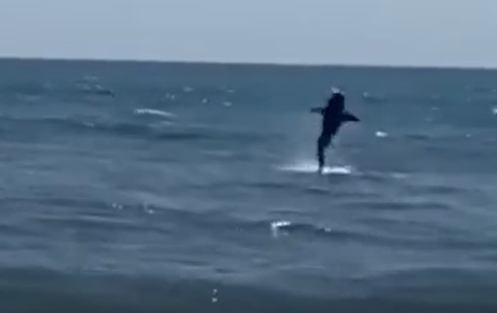 En otras ocasiones, en otras partes del estado, son otro tipo de animales, como los tiburones, los que han decidido 'sorprender' con su visita.