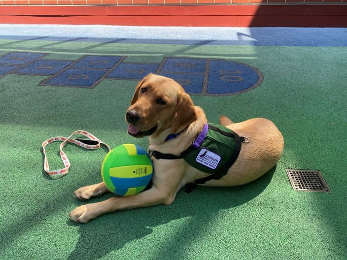 El Children's Hospital of Philadelphia (CHOP) ha dado la bienvenida oficialmente a su primer perro de instalación entrenado a tiempo completo, que ayudará a aliviar la ansiedad y reducir el estrés de los pacientes jóvenes y sus familias. 
<b>Dilly, un labrador amarillo de dos años</b>.