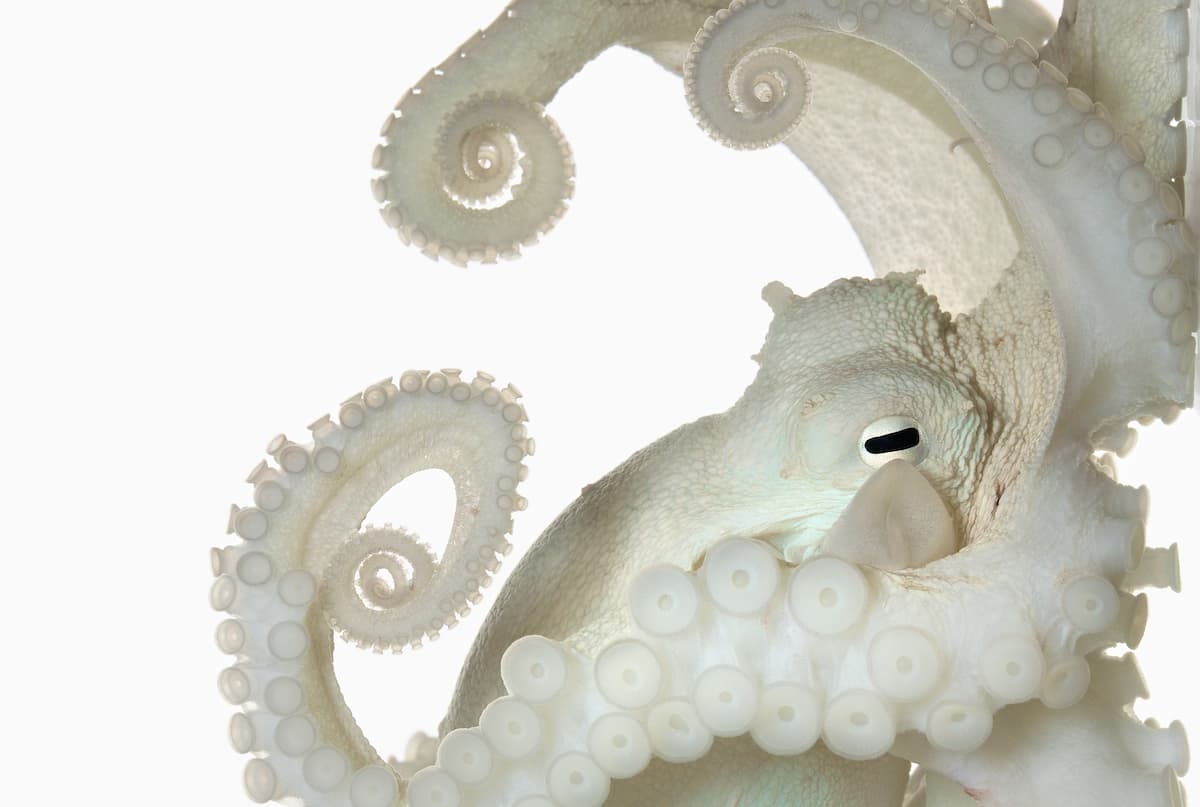 <a href="https://www.instagram.com/davidliittschwager/"><u>Un pulpo común</u></a> en Big Pine Key, Florida. “Este proyecto tiene sus raíces en la idea de cuánto más fuertes somos todos cuando trabajamos juntos. Me acerqué a los fotógrafos que admiro profundamente para pedirles su apoyo”, agregó la fotógrafa.