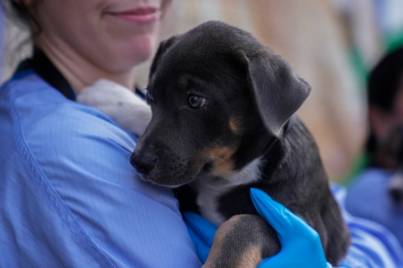 El 14 de julio llegaron los primeros 22 perros provenientes de la organización Concho Valley PAWS, ubicada en San Angelo, Texas y el segundo vuelo llegó el 16 de julio con 
<b>9 cachorros, gatos y gatitos</b> provenientes de Austin Pets Alive.