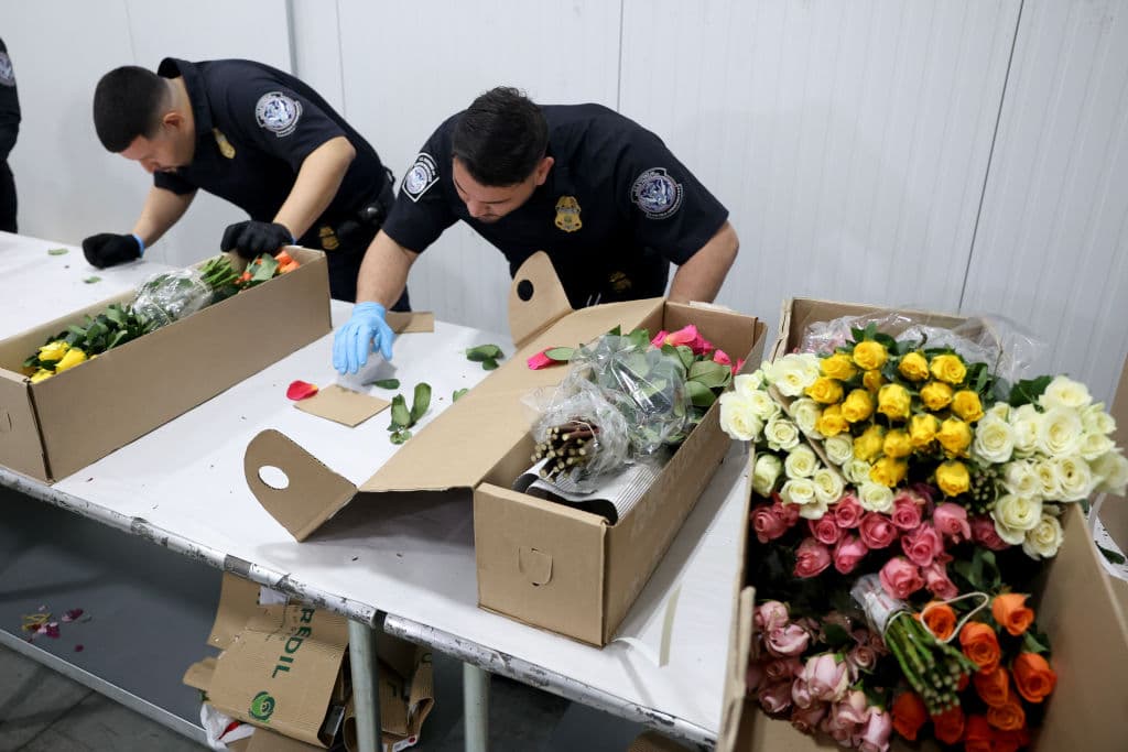 En vísperas del 14 de febrero, los especialistas agrícolas en el Aeropuerto Internacional de Miami han procesado alrededor de 940 millones de flores cortadas, según la Oficina de Aduanas y Protección Fronteriza de Estados Unidos.
