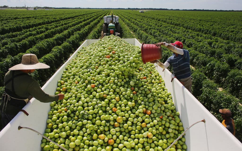 “Miles de empleos en riesgo”: el arancel de Trump al tomate mexicano tiene como su principal víctima a Sinaloa