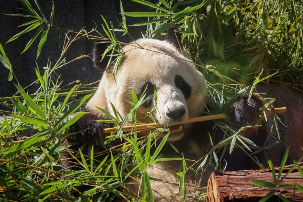 <b>Xin Bao, por su parte, nació el 23 de julio de 2020</b>, y fue descrita como "amable" y bien portada.