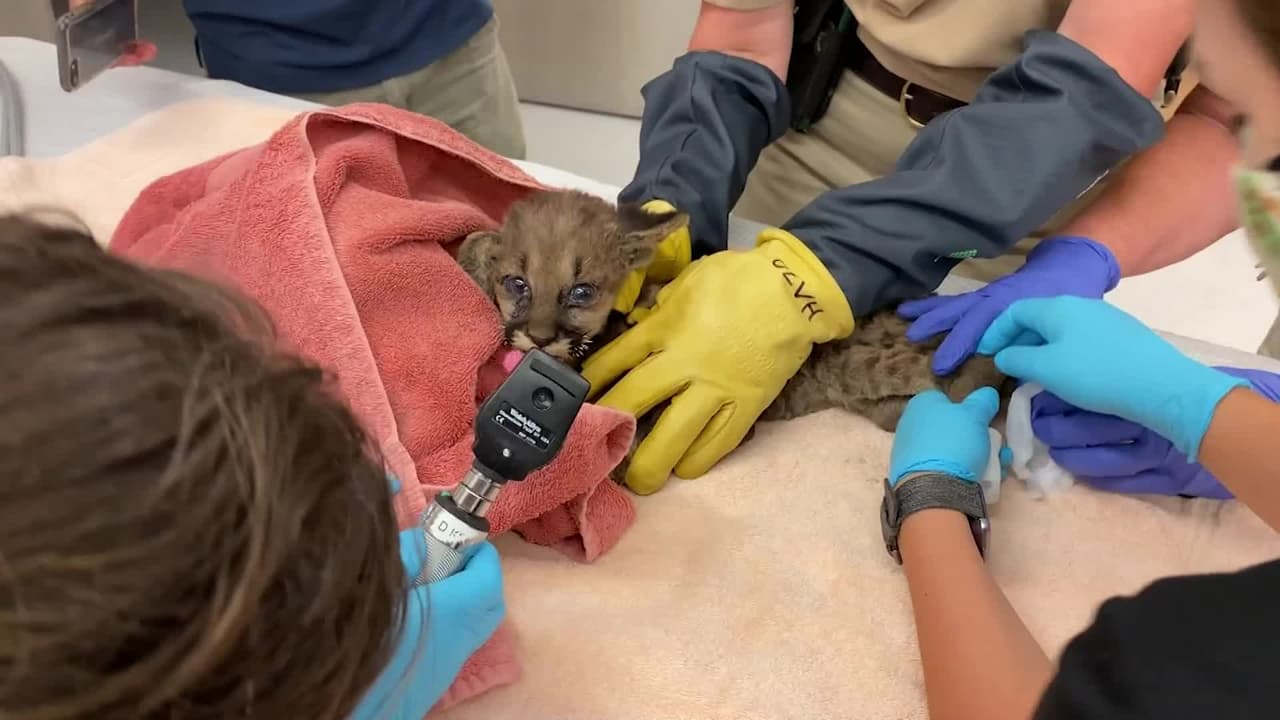En otro incidente reciente, un bombero que combatía el incendio Zogg en California encontró a un cachorro de león de montaña con quemaduras en sus patas y su bigote chamuscado. El animal ahora recibe cuidados en Oakland Zoo.