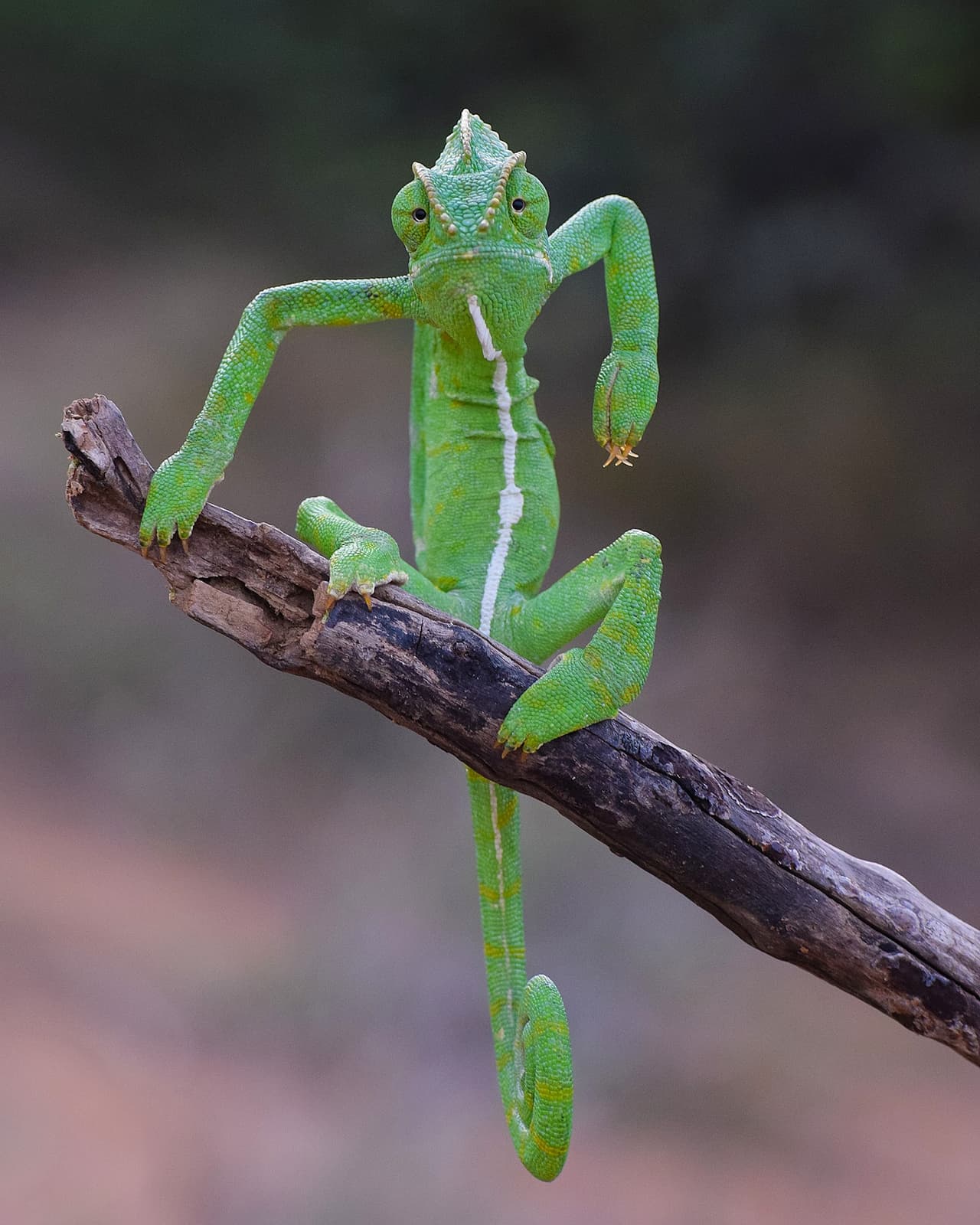 <b>‘La comedia de la vida salvaje’</b>
<br>
<br>La fotografía de este gracioso camaleón indio fue tomada en Western Ghats Tamilnadu, India.