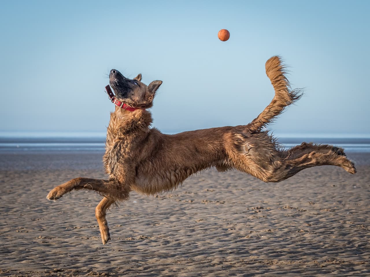 <b>‘El salto’</b>
<br>
<br>“Estaba ocupado jugando con mi perro en la playa y este otro se acercó a participar. Me gustaron las formas que hizo en el aire”, contó el autor. 
<br>