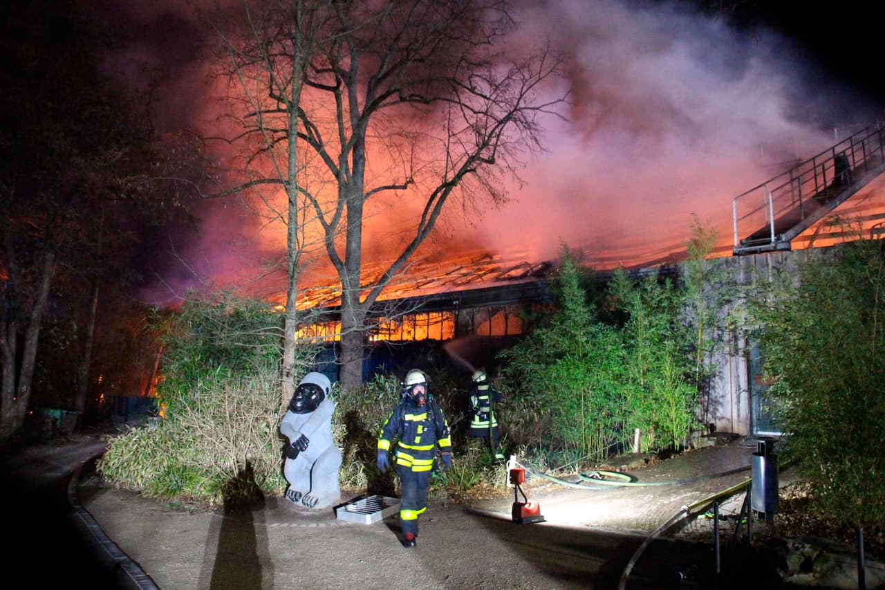 Incendio causado por fuegos artificiales mata a más de 30 animales en zoo de Alemania