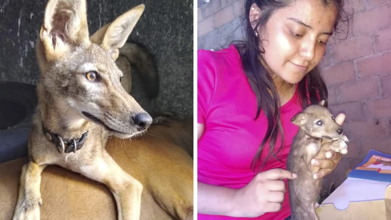 Rescata a “perrito” de la calle que resultó ser un coyote salvaje: así lo descubrió