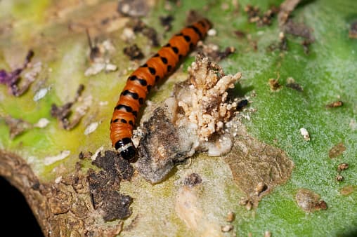 El ‘cactus moth’ se alimenta de esta planta nativa de Texas y ha causado preocupación entre los biólogos.
