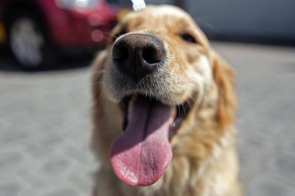 Un poderoso antibiótico parece haber curado a un perro de la extraña enfermedad que los hace toser