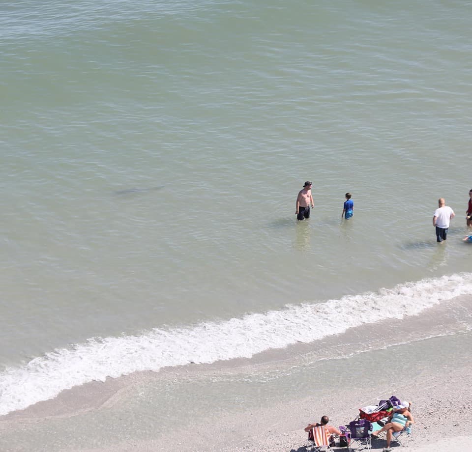 Tiburones en North Myrtle Beach