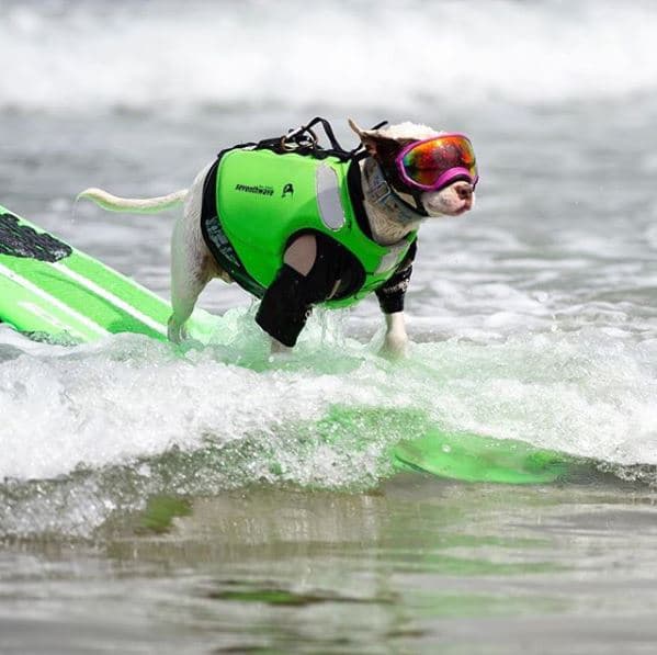 Los amantes de los perros llevaron a sus fieles mascotas a la competencia de surf realizada tradicionalmente por World Dog Surfing en las playas de Pacifica, California. En el evento participaron más de tres docenas de perros surfistas.