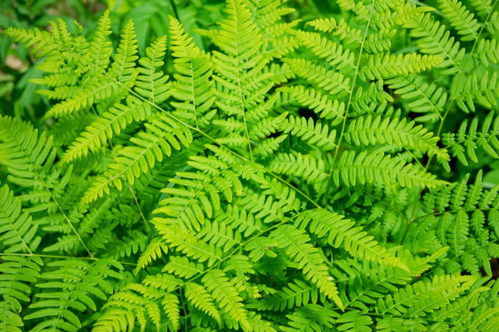Por estos buenos efectos, está la vieja creencia de que combate la soledad, las depresiones y es buena para las tristezas emocionales, amorosas y los desengaños, pues son un 'consuelo' de la naturaleza, con su energía.