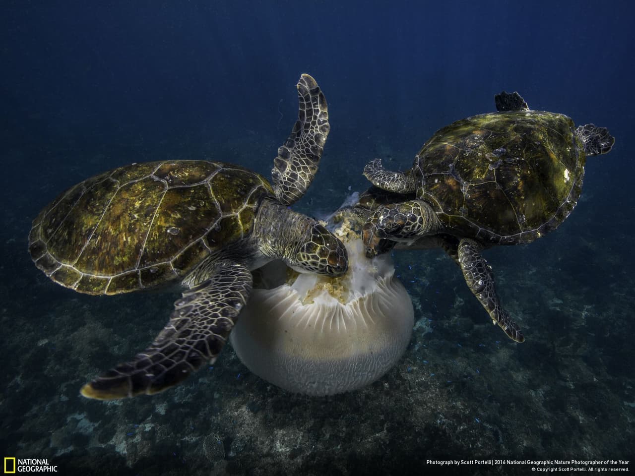 Una imagen de Scott Portelli de un par de tortugas verdes en plena faena comiéndose una medusa se alzó con una mención honorífica en la categoría de acción.
