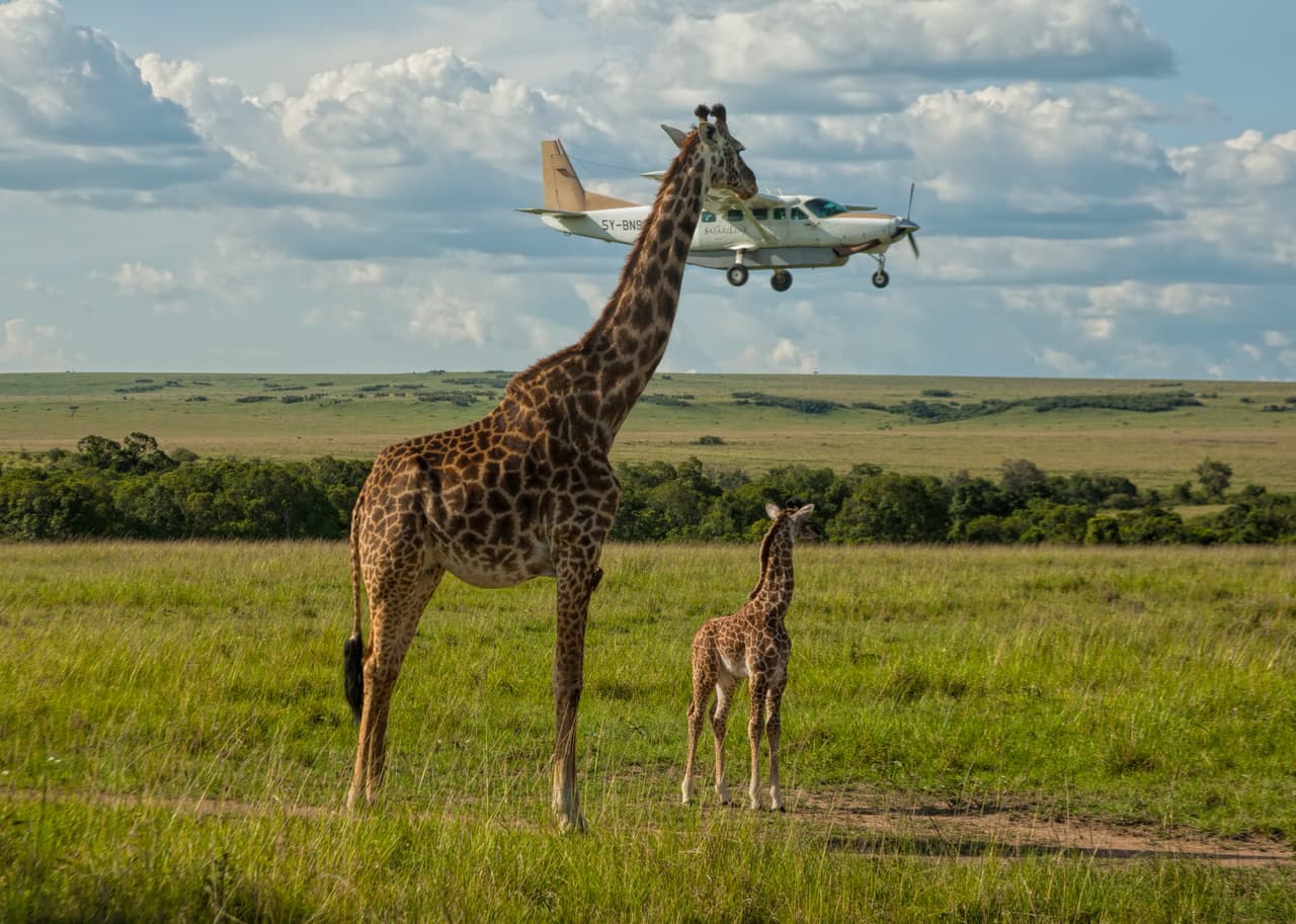 Efecto óptico que hace que parezca que esta jirafa toca con la cabeza una avioneta, en una imagen tomada el 17 de noviembre de 2008 en Masai Mara, Kenia. 
<b>Graeme Guy / CWPA / Barcroft</b>