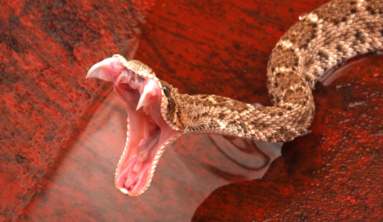 Si eres mordido por una serpiente, mantén la calma y 
<b>llama a emergencias de inmediato</b>. Lava el área de la picadura suavemente con agua y jabón si está disponible. Inmoviliza la zona afectada. Mantén la mordida por debajo del corazón si es posible.