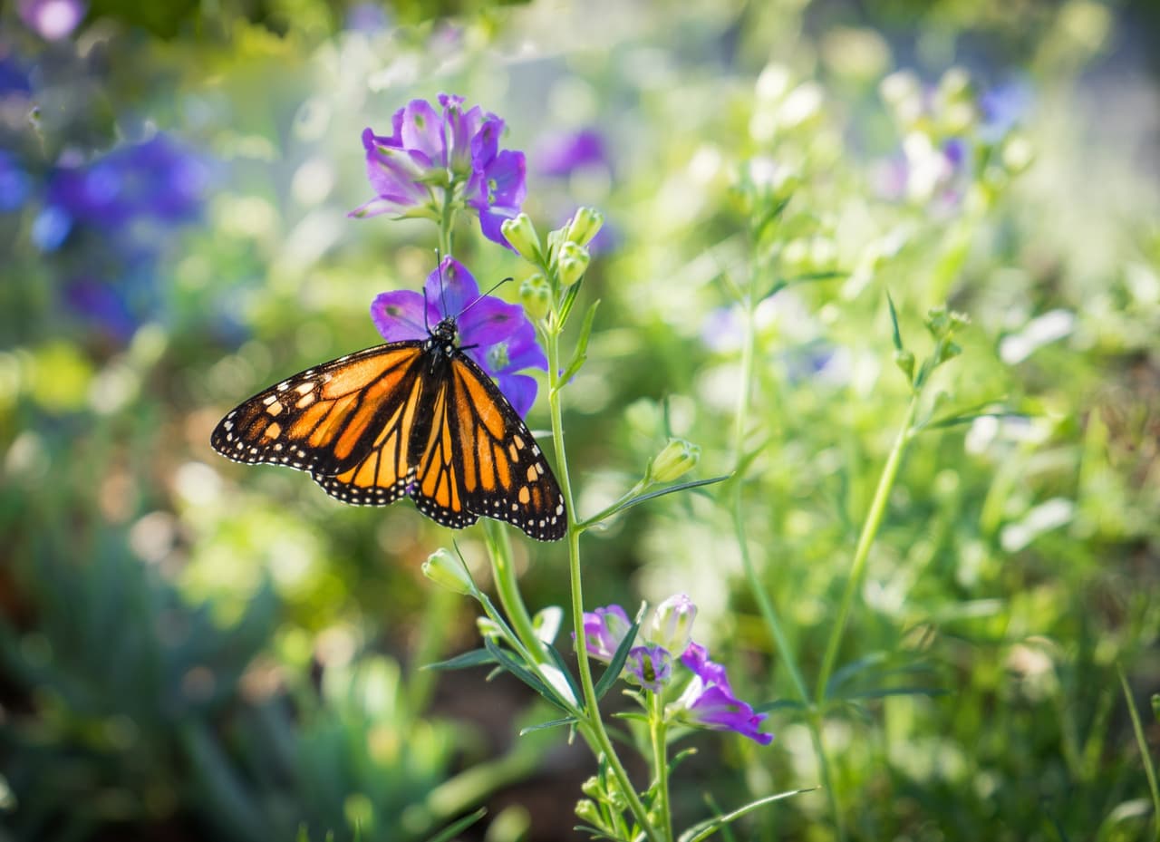 El Servicio utilizó la mejor información científica para evaluar las amenazas a la mariposa monarca, incluida la pérdida de hábitat, el cambio climático y la exposición a pesticidas, y utilizó un modelo para crear millones de simulaciones de condiciones futuras para estimar el riesgo de extinción.