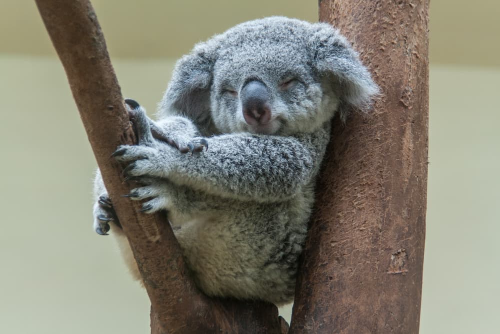 <b>GÉMINIS</b>
<br>Son muy carismáticos, sociables y divertidos, con una personalidad atrayente que hacen que mucha gente quiera conocerles y estar con ellos, pero también no les hagas enojar que sacan las garras. Un lindo koala podría ser Géminis.