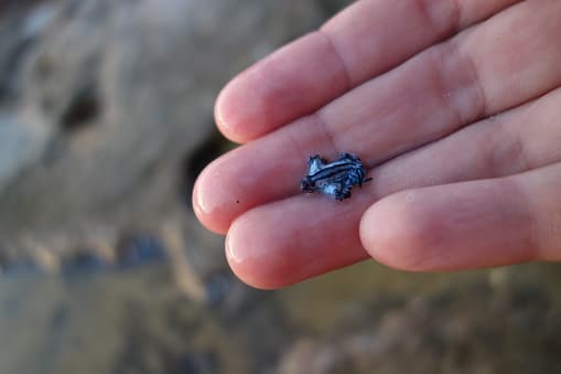 Los glaucus azules ponen huevos en los cadáveres de sus presas u otras masas flotantes.