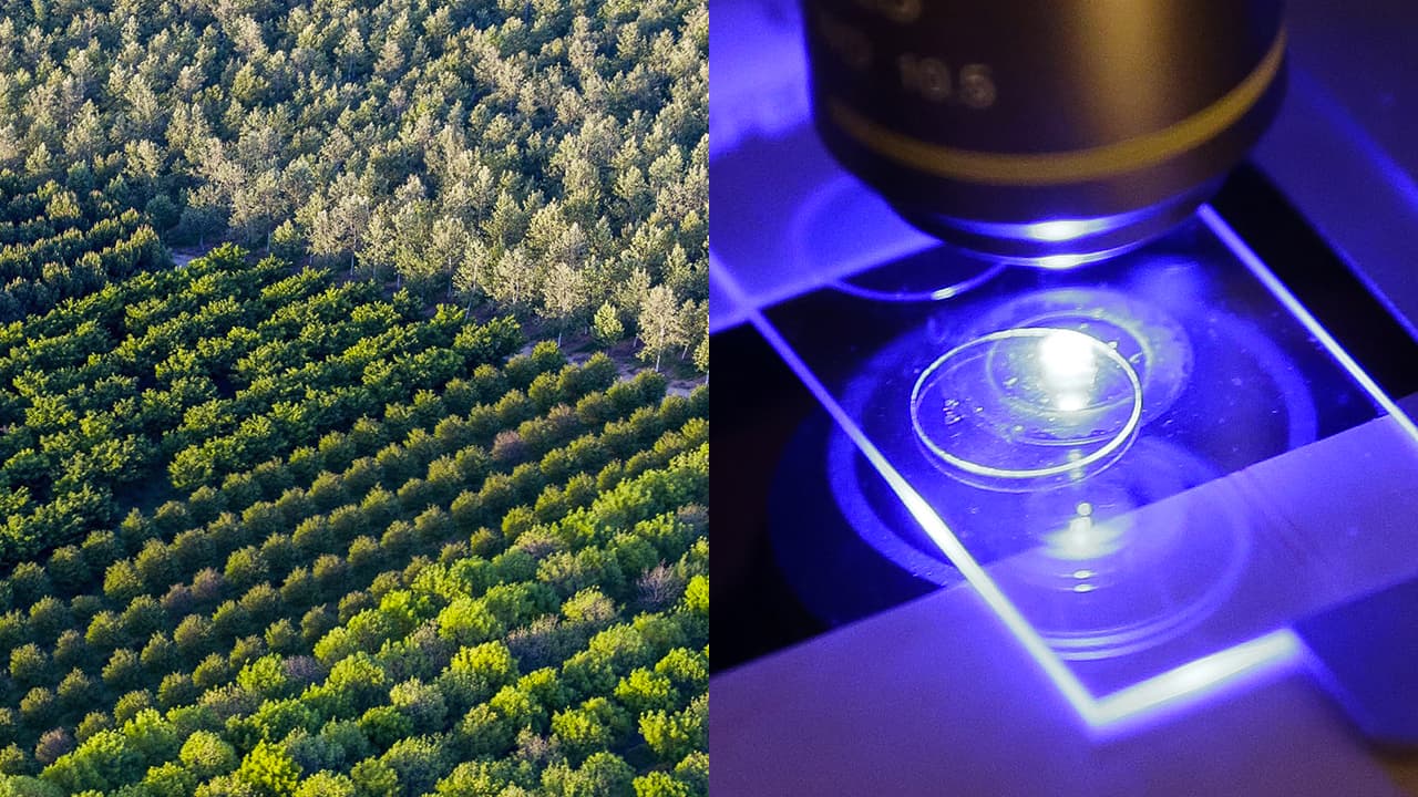 El condado de Madera confirma su primer caso de variante ómicron de covid-19