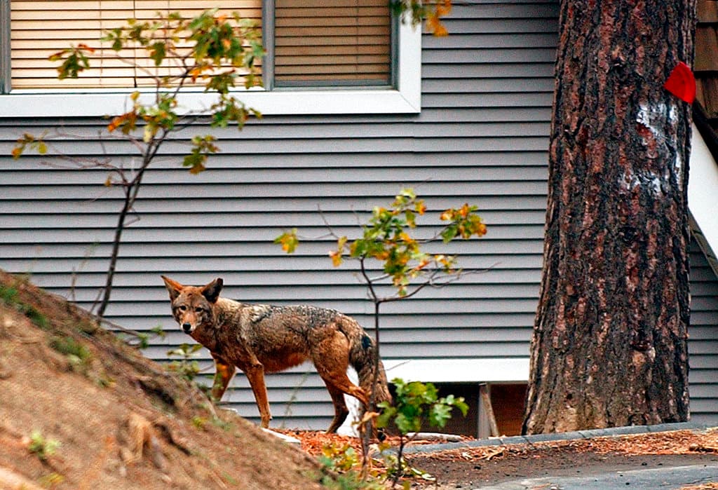 En California hay una población de coyotes de unos 250,000 a 750,000, según el Departamento de Caza y Pesca de California. Un coyote pesa un promedio de 18 a 40 libras y pueden correr a velocidades entre 25 y 40 mph.