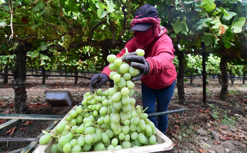 Si eres un trabajador agrícola y sufres abusos de tu empleador, puedes pedir ayuda ante el Departamento del Desarrollo del Empleo (EDD, por sus siglas en inglés) de California. Esta oficina brinda ayuda a los trabajadores agrícolas inmigrantes que enfrentan abusos en sus trabajos.