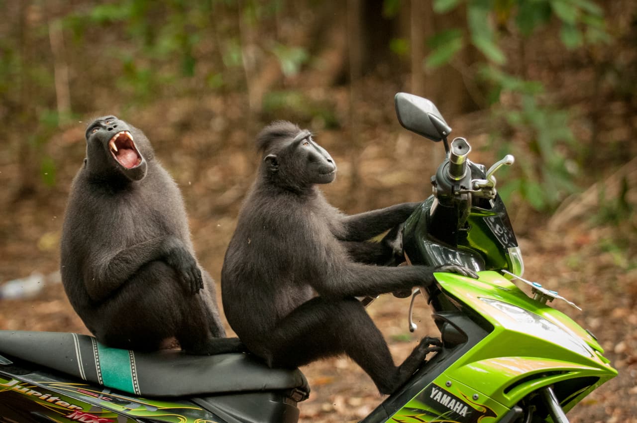 Estos dos monos se escaparon de su manada para probar la colorida moto parqueada cerca de la reserva Tangkoko Batuangus en Indonesia. 
<b>Katy Laveck Foster/ CWPA / Barcroft</b>