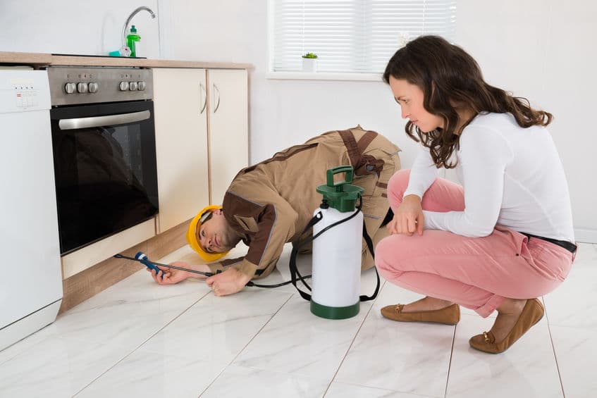 Muchas veces estos insectos resultan una molestia para nuestro hogar y para nuestra familia, pero no te preocupes, aquí te daremos algunos remedios naturales para combatirlos de la manera más fácil sin necesidad de llamar a un fumigador profesional.