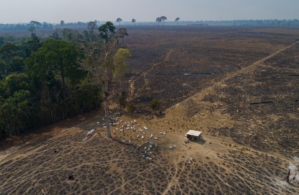 El insólito motivo que frenó en un año la deforestación de la selva del Amazonas, el 'pulmón verde del planeta'