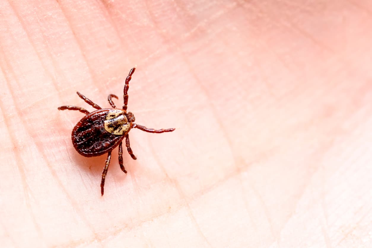 Es más probable que las garrapatas infecten a los humanos a fines de la primavera y el verano, pero también pueden infectar a los humanos durante todo el año.
