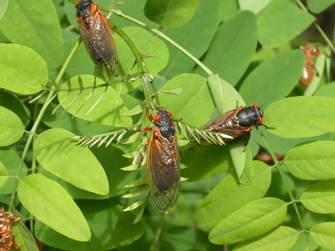 Unos 15 estados y por varias semanas: miles de millones de cigarras 'invadirán' zonas de EEUU en la primavera