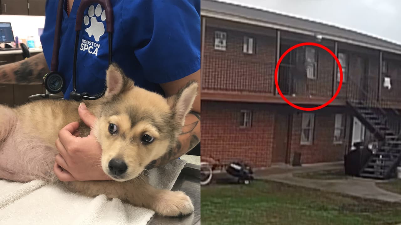 El sospechoso puede enfrentar hasta 2 años de cárcel y una multa de 10,000 dólares luego de lanzar a una cachorra Husky desde un segundo piso. El animal sufrió una fractura en una de sus patas.