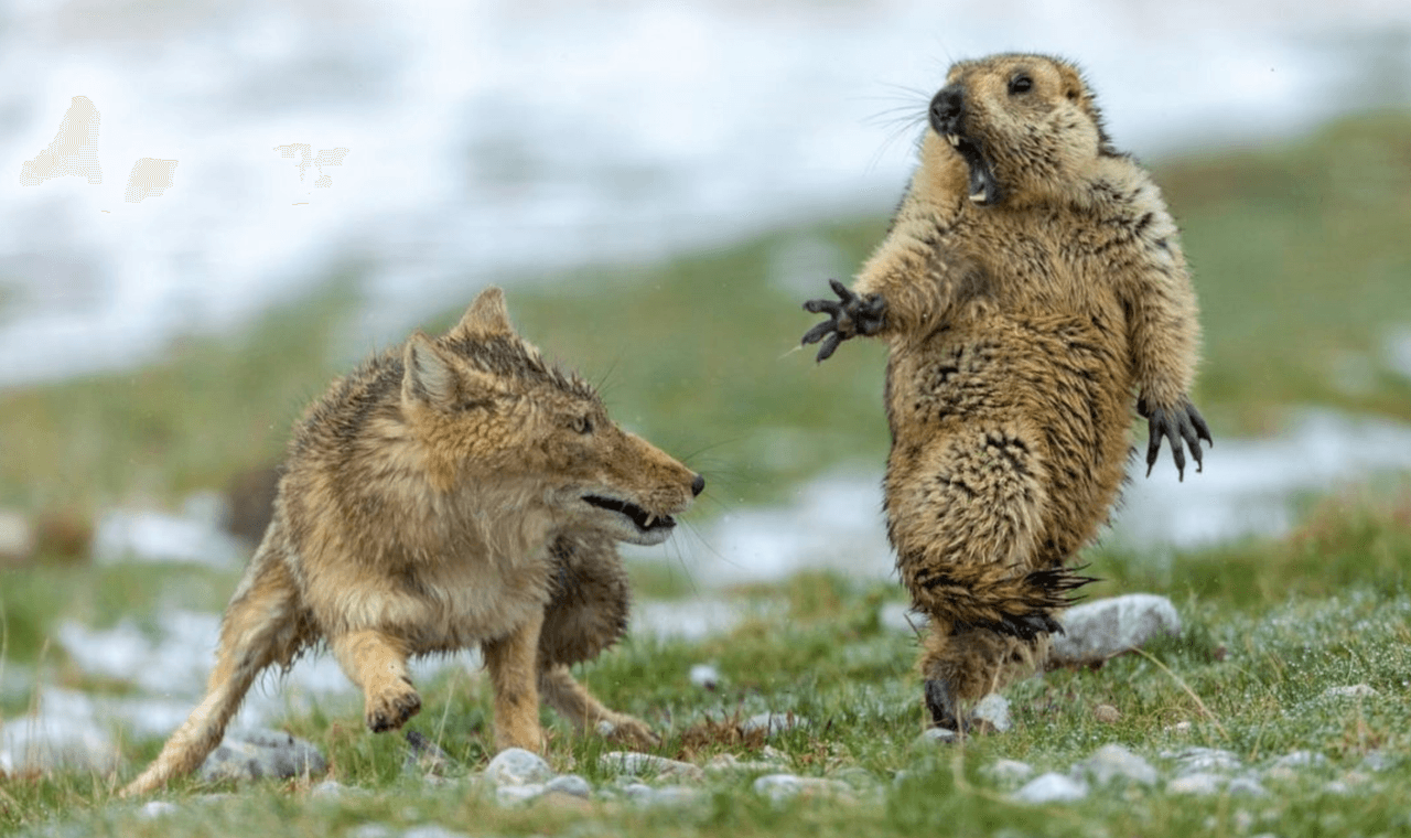La expresión de una marmota asustada fue la ganadora del concurso de fotografía de vida silvestre 2019
