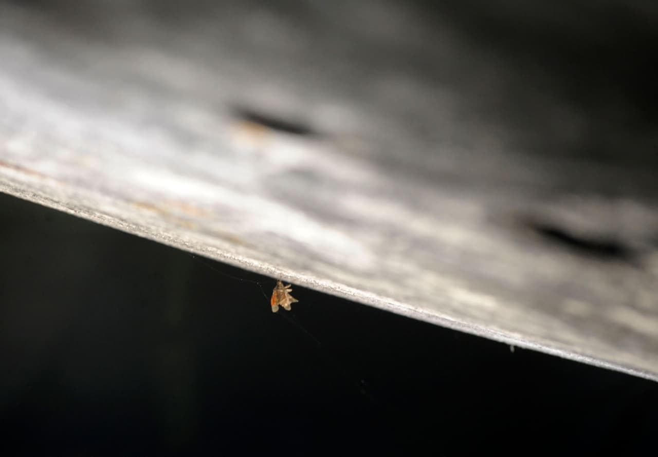 Un insecto atrapado en una de las telarañas. El protocolo para los visitantes del museo cambió cuando los conservadores se dieron cuenta de que una nave construida para resistir un viaje espacial tal vez no aguantaría ser tocada constantemente por los turistas.
<br>