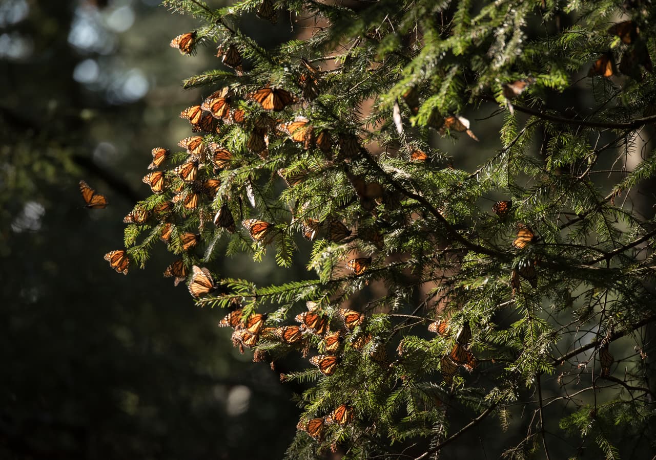 Las mayores concentraciones de mariposas se registraron en el Santuario de las Palomas, del lado del Estado de México, en el ejido Albarranes; le sigue el ejido El Rosario, en Michoacán, así como en Cerro Pelón, en los bienes comunales de San Pablo Malacatepec en el Estado de México.