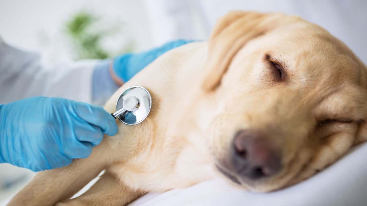 Así es la extraña enfermedad que está atacando a perros en Estados Unidos