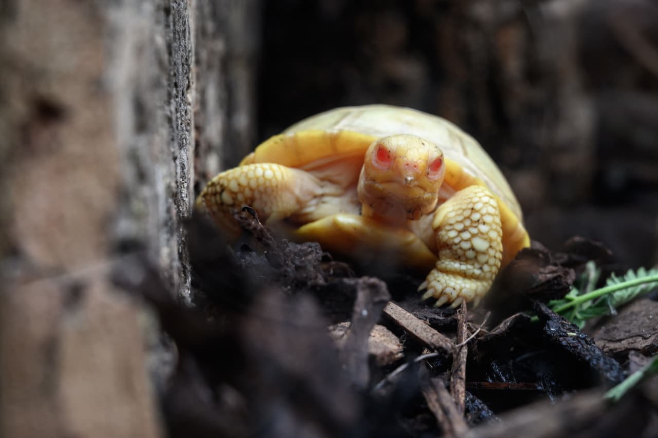 El nacimiento de estos dos bebés también es excepcional porque las tortugas tienen dificultades para reproducirse debido a su tamaño, pueden llegar a pesar hasta 200 kilogramos (440 libras). La tasa de nacimientos exitosos es solo de alrededor del 2%.
<br>