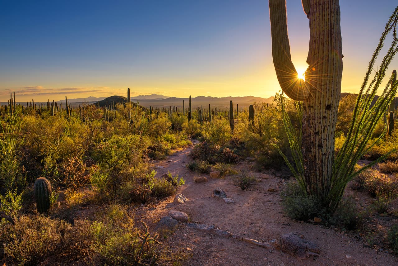 <h3 class="cms-H3-H3">El Parque Nacional Saguaro</h3>
<br>Este sitio ofrece una variedad de caminatas guiadas y charlas durante toda la temporada de invierno (de noviembre a marzo), 
<a href="https://www.nps.gov/sagu/espanol/index.htm" target="_blank">según el Servicio de Parques Nacionales. </a>
<br>
