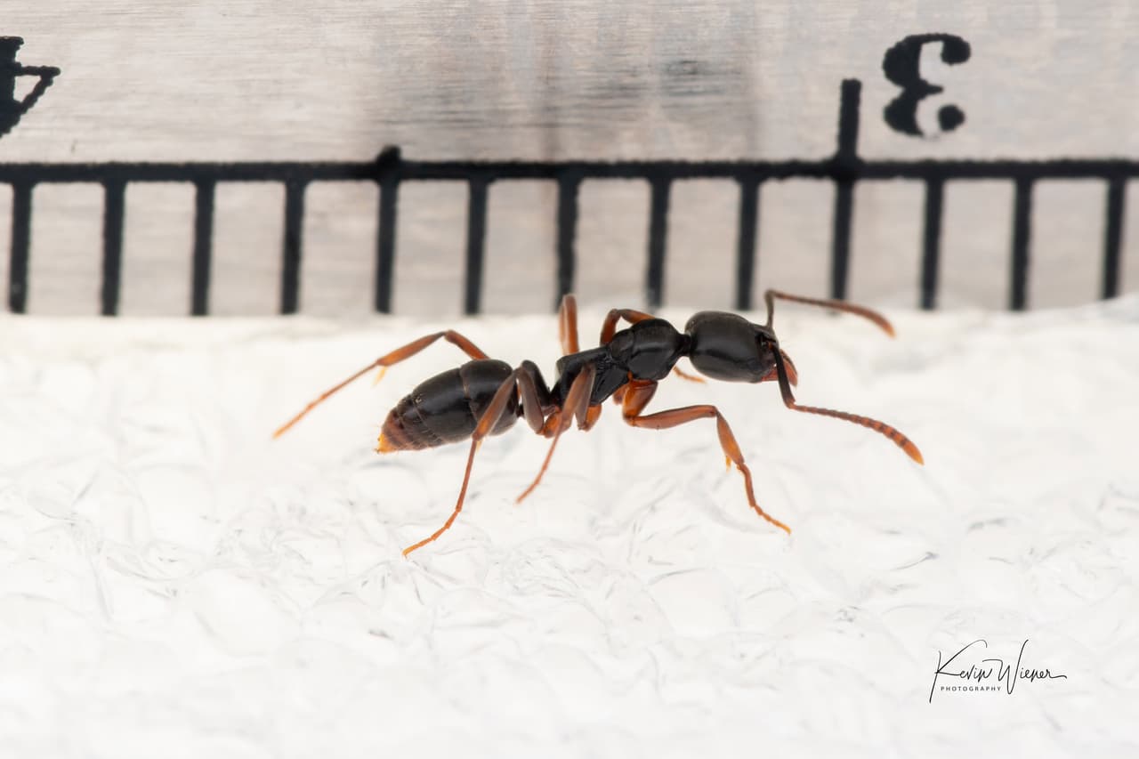 Una plaga de hormiga asiática venenosa amenaza varios estados del sureste. Su picadura puede ser mortal