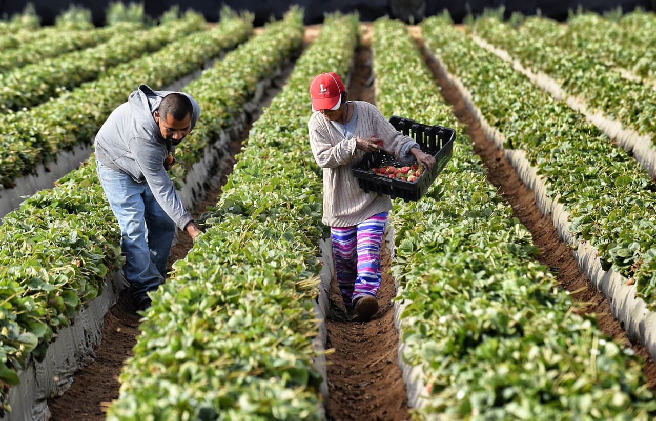 Más de 400 trabajadores agrícolas de California recibirán compensación tras comprobarse que vulneraron sus derechos laborales 
