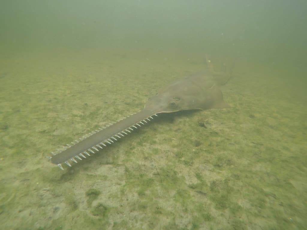 Misteriosa enfermedad en el mar: ¿Por qué los peces sierra giran sin control para luego morir?