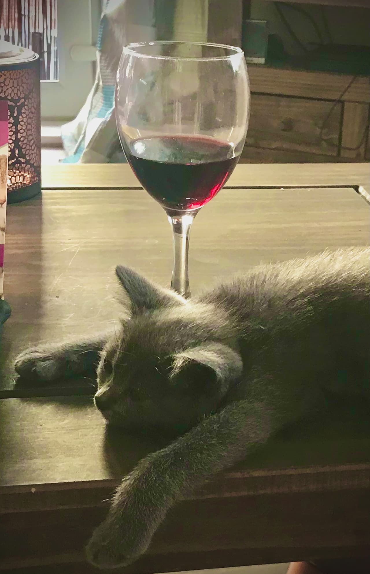 <b>‘La hora del vino’</b>
<br>
<br>“Es ese momento del día otra vez, Little Blue lo disfruta casi tanto como yo”, bromeó la autora sobre su fotografía. 
<br>
<br>“Detrás de las divertidas imágenes del premio, hay un mensaje muy serio y fundamental para ayudar, respetar y cuidar a nuestros animales de la forma más humana posible”, explican los organizadores. 
<br>