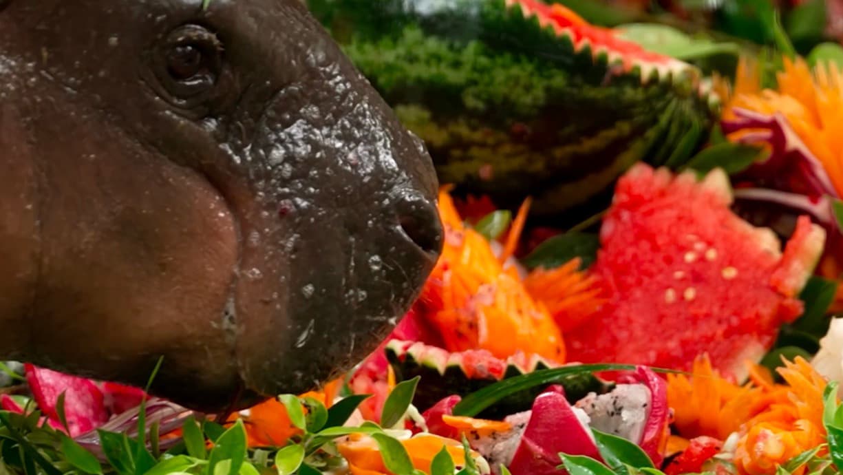 Así fue la celebración del primer cumpleaños del famoso hipopótamo Moo Deng