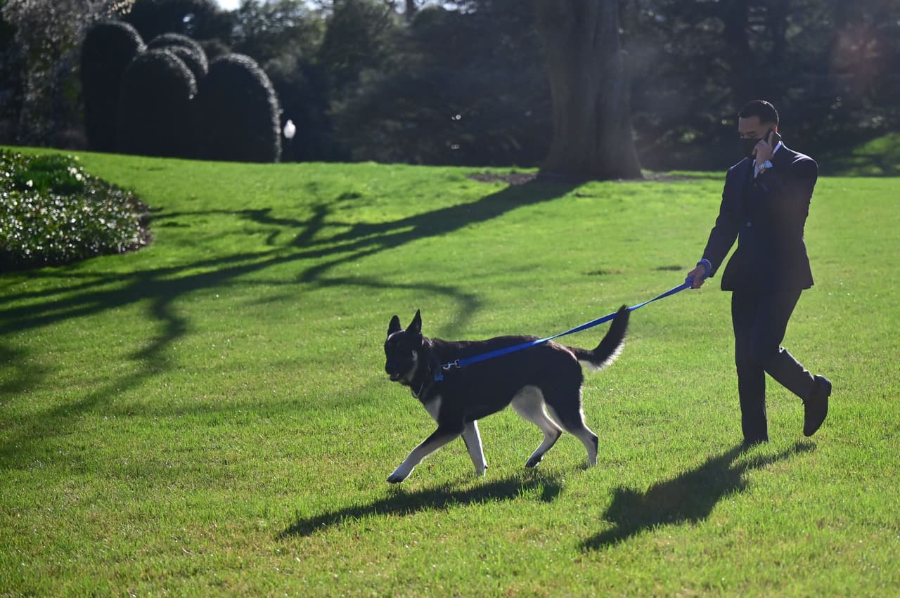 Major, el menor de los perros de Biden, involucrado en otro incidente que implicó una mordida