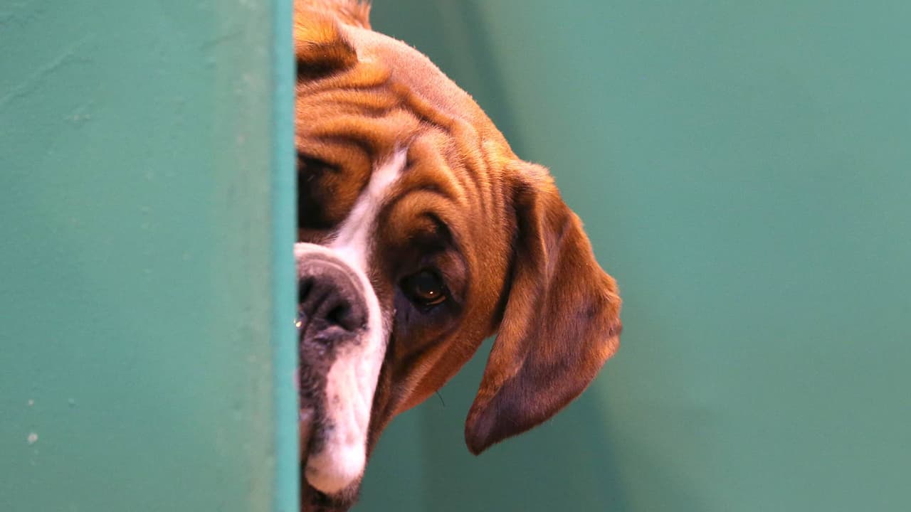 Estos son los pasos a seguir si tu mascota escapó el 4 de julio de tu hogar en California