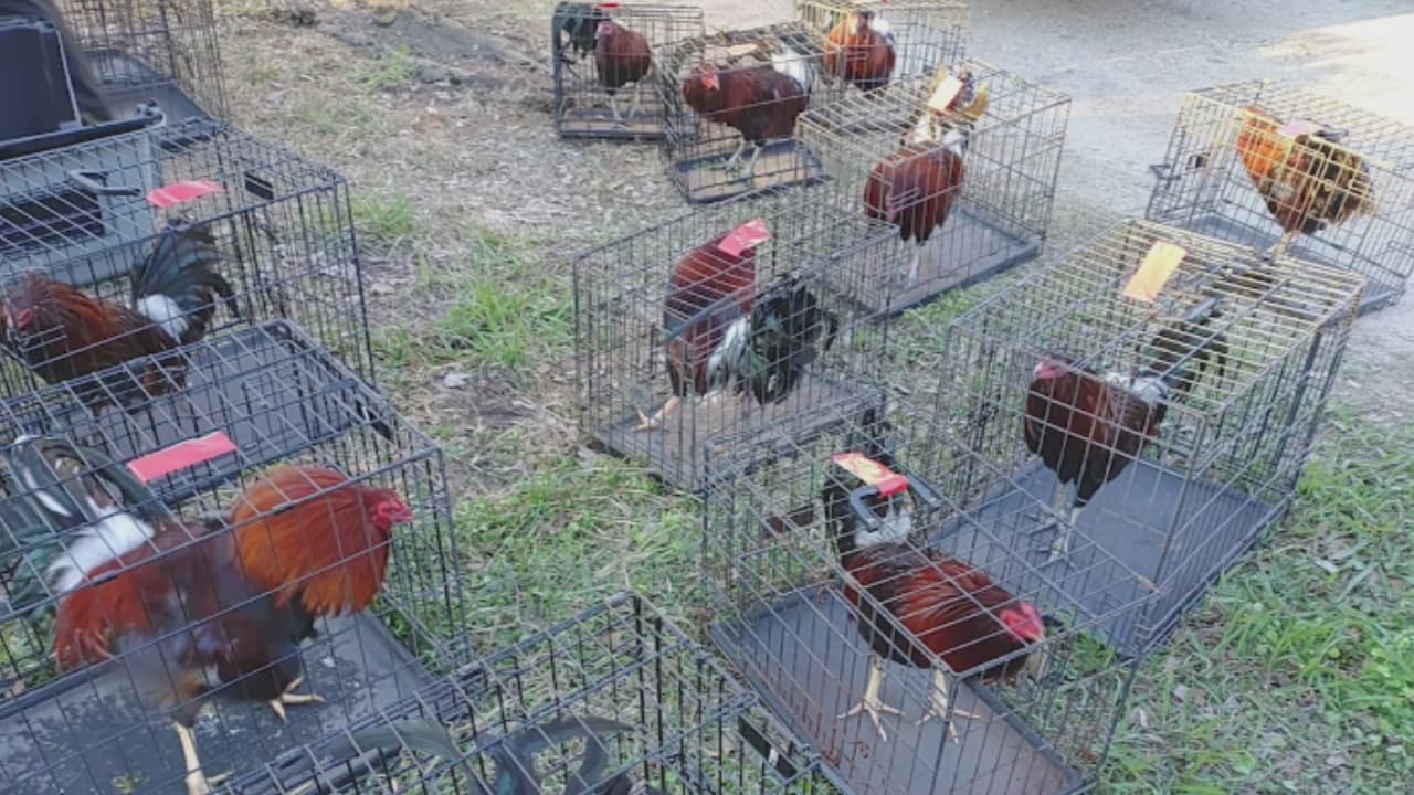 Gracias al aviso de un residente del área, las autoridades del Precinto 1 lograron detener una pelea de gallos. "Algunas personas fueron arrestadas y otras recibieron citaciones por ser espectadoras de estas peleas", dijo el alguacil Alan Rosen.