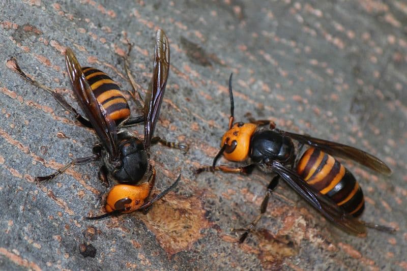 Estados Unidos se enfrenta a otro invasor en plena pandemia: los "avispones asesinos" asiáticos