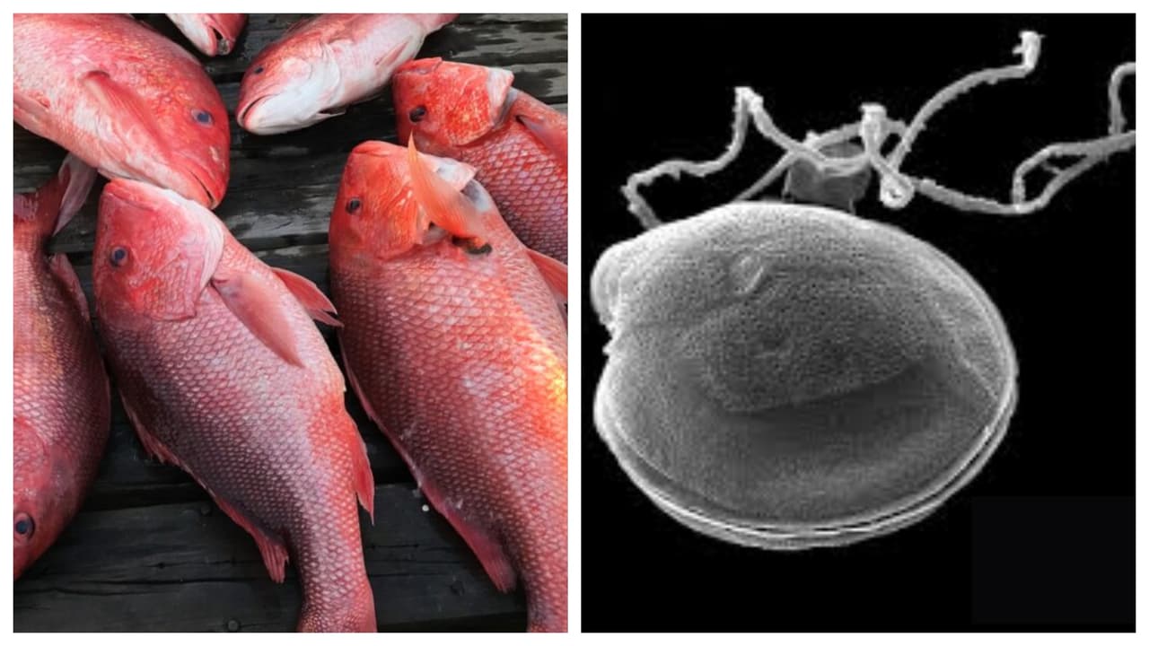 Nadan en círculos y luego mueren: lo que se sabe de las algas tóxicas que han matado a miles de peces en Florida
